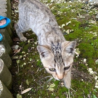 茨城県 北茨城市の猫の里親募集 ジモティー