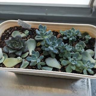 熊本県の中古多肉植物が無料 格安で買える ジモティー