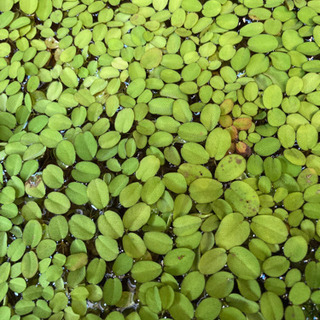 サンショウモ　金魚藻　水草　浮き草　１００株　ビオトープ