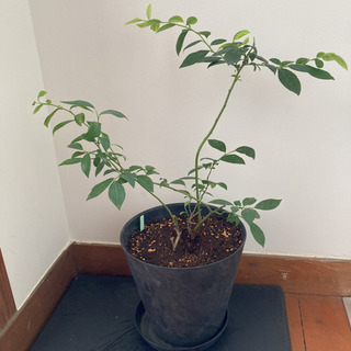 中古ブルーベリー苗木が無料 格安で買える ジモティー