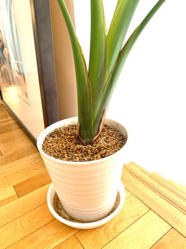 【観葉植物】オーガスタ （150cm +) 陶器製の鉢付き