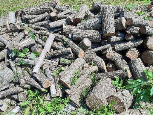 40センチ玉切りアカシア(写真1)  100kg2500円