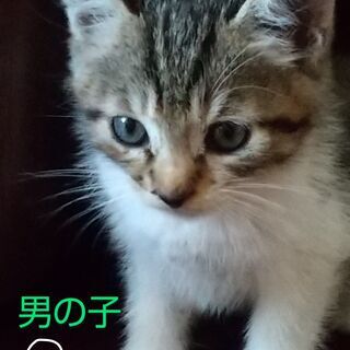 茨城県の猫の里親募集 ジモティー
