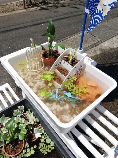 メダカ育成セット屋外飼育ならミニミニビオトープ作ってみませんか Kumasaru 肥後大津のその他の中古あげます 譲ります ジモティーで不用品の処分
