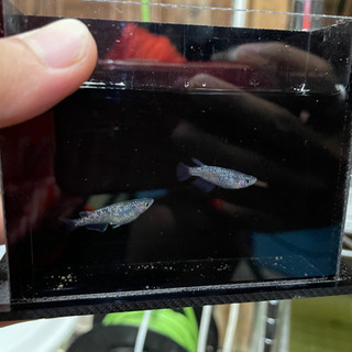 【メダカ】オーロラ黒ラメ1ペア　若魚