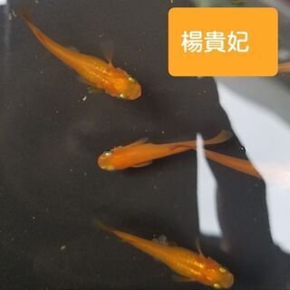 メダカ稚魚　売ります。