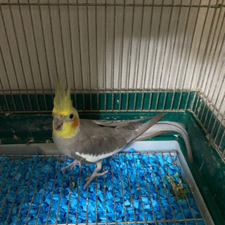 オカメインコ里親募集