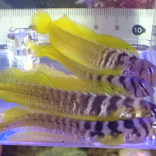 海水魚ナベカno３ Max59 中野のその他の中古あげます 譲ります ジモティーで不用品の処分