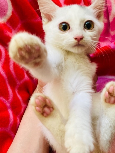 素晴らしいご縁になりました 母猫が誘導した子猫たち珍しいくっきりな三毛猫ときれいな白の男の子 Runnrunn 朝霧の猫 の里親募集 ジモティー 素晴らしいご縁になりました 母猫が誘導した子猫たち珍しいくっきりな三毛猫ときれいな白の男の子 Runnrunn 朝霧の猫 の里親募集 ジモティー