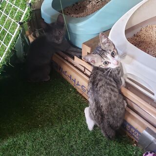 生後二ヶ月の２匹の子猫です(メスの子猫は決まりました)一時的に受け付けストップします。 - 猫