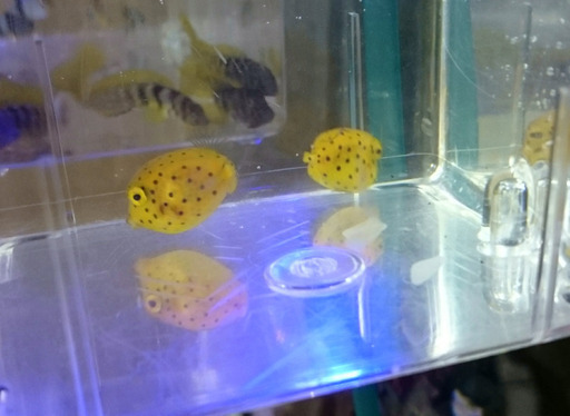 ミナミハコフグ Max58 中野のその他の中古あげます 譲ります ジモティーで不用品の処分