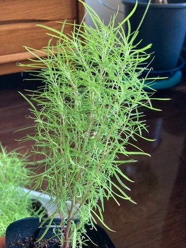 コキア ほうき草の苗 3個セット 緑が綺麗で秋に紅葉します つのかけねいる 麻布十番のその他の中古あげます 譲ります ジモティーで不用品の処分