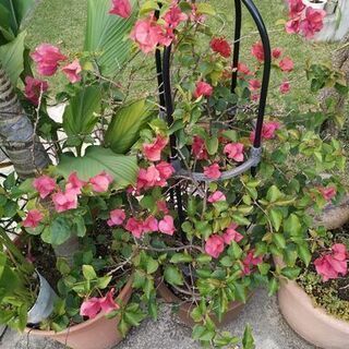 中古ブーゲンビリアが無料 格安で買える ジモティー