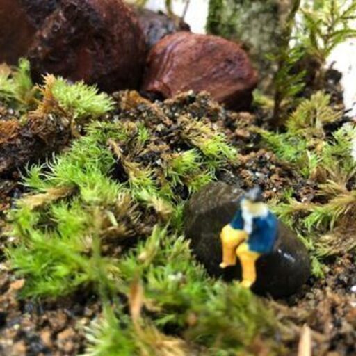 7 29苔テラリウム 苔箱庭体験教室 クローバー 田辺のワークショップのイベント参加者募集 無料掲載の掲示板 ジモティー
