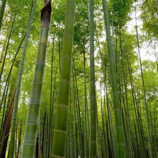 ＜急募！＞茨城県の食品工場で楽しくお仕事しませんか　(外国人も可)