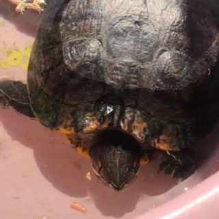 🐢 亀 11歳 片手を広げた大きさ 🐢 里親募集