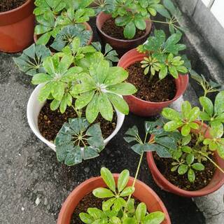 中古シェフレラが無料 格安で買える ジモティー