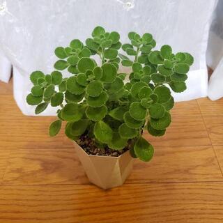 【ネット決済】フワフワ多肉🌱アロマティカス