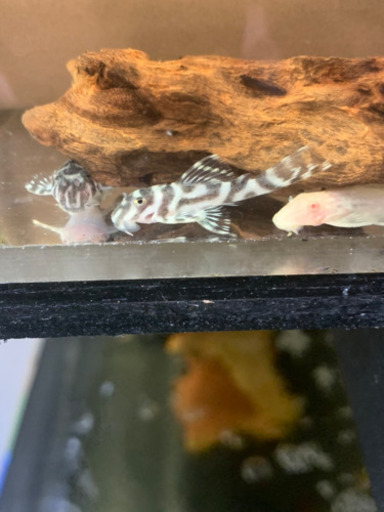 純血キンペコのペアー