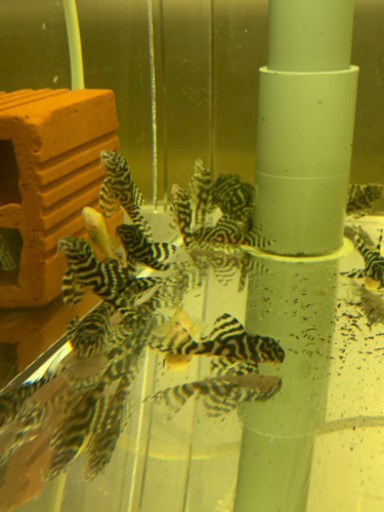 純血キンペコのペアー