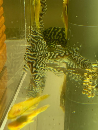 純血キンペコのペアー