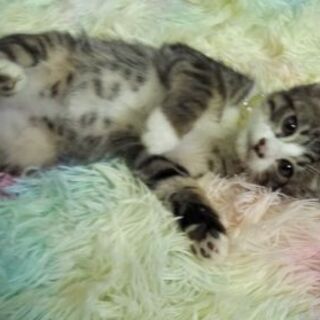 東京都 大田区の猫の里親募集 ジモティー