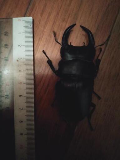 オオクワガタ　セット