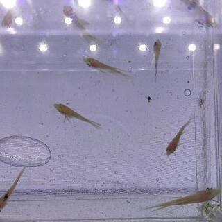 【ネット決済】稚魚ミックスエンジェルフィッシュ