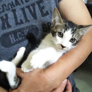 東京都 大田区の猫の里親募集 ジモティー