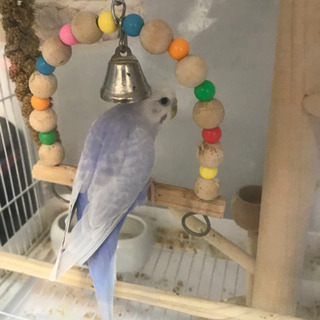 セキセイインコ 里親募集 ジモティー セキセイインコ 里親募集 ジモティー