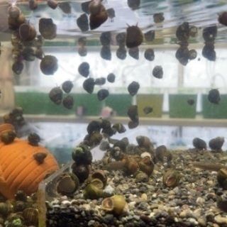 中古タニシが無料 格安で買える ジモティー