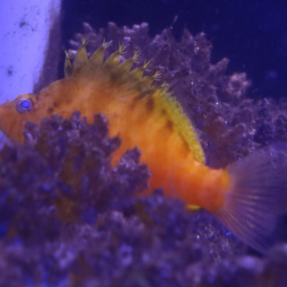 海水魚　アクアリウム　マリンアクアリウム　オキゴンベ