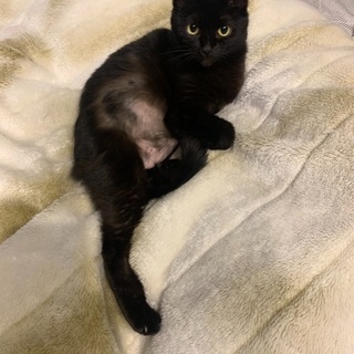 黒猫♀雌