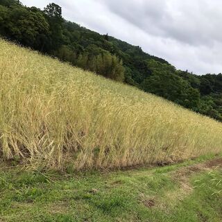 【急募】麦収穫とストロー作り麦畑キャンプメンバー募集