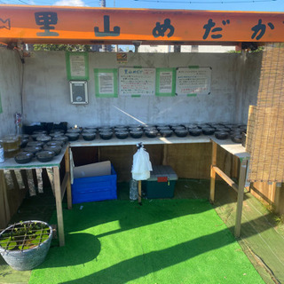 神奈川県の中古ミジンコが無料 格安で買える ジモティー