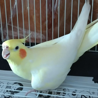 オカメインコを探しています！