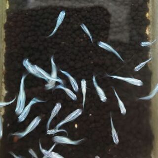 メダカ みゆき若魚 フルボディ ヒレ長 スーパー光 ビーシャ 京王多摩センターのその他の中古あげます 譲ります ジモティーで不用品の処分