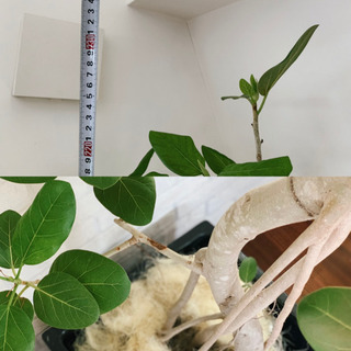 【フィカス　ベンガレンシス】230cm 大型　根上り　幹太 