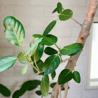 【フィカス　ベンガレンシス】230cm 大型　根上り　幹太 