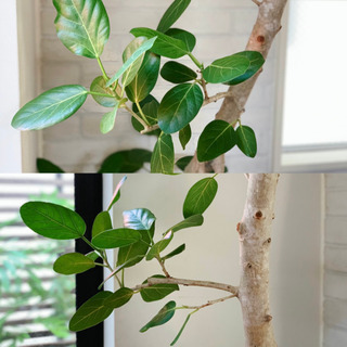 【フィカス　ベンガレンシス】230cm 大型　根上り　幹太 