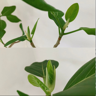 【フィカス　ベンガレンシス】230cm 大型　根上り　幹太 