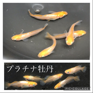 【7/21更新】メダカの針子〜稚魚　1セット