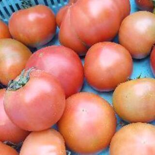 【ネット決済】北海道函館産トマト