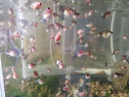 商談中 金魚 ピンポンパール 稚魚黒系5匹500円 のり 新清洲のその他の中古あげます 譲ります ジモティーで不用品の処分 商談中 金魚 ピンポンパール 稚魚黒系5匹500円 のり 新清洲のその他の中古あげます 譲ります ジモティーで不用品の処分