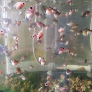 中古ピンポンパールが無料 格安で買える 2ページ目 ジモティー