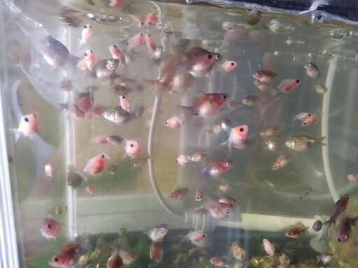商談中 金魚 ピンポンパール 稚魚黒系5匹500円 のり 新清洲のその他の中古あげます 譲ります ジモティーで不用品の処分 商談中 金魚 ピンポンパール 稚魚黒系5匹500円 のり 新清洲のその他の中古あげます 譲ります ジモティーで不用品の処分