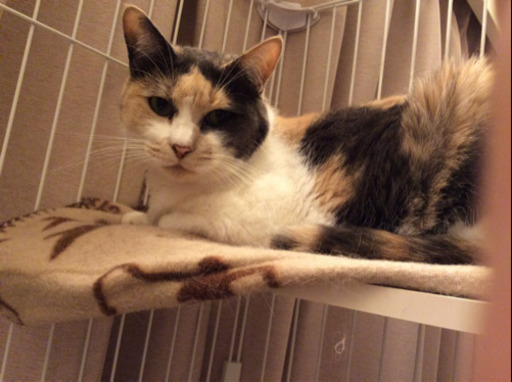 三毛猫のミーちゃん 秋 丸亀の猫の里親募集 ジモティー