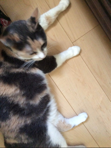 三毛猫のミーちゃん 秋 丸亀の猫の里親募集 ジモティー 三毛猫のミーちゃん 秋 丸亀の猫の里親募集 ジモティー
