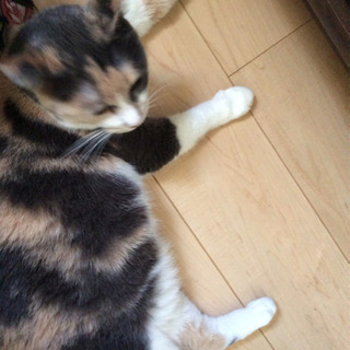 三毛猫のミーちゃん 秋 丸亀の猫の里親募集 ジモティー