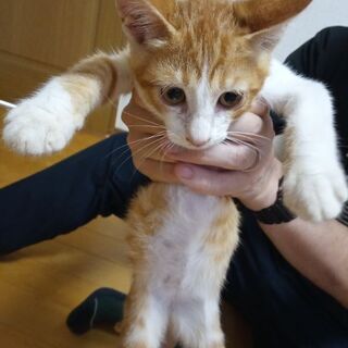 生後2〜3ヶ月　オス　甘えん坊の茶トラ - 猫